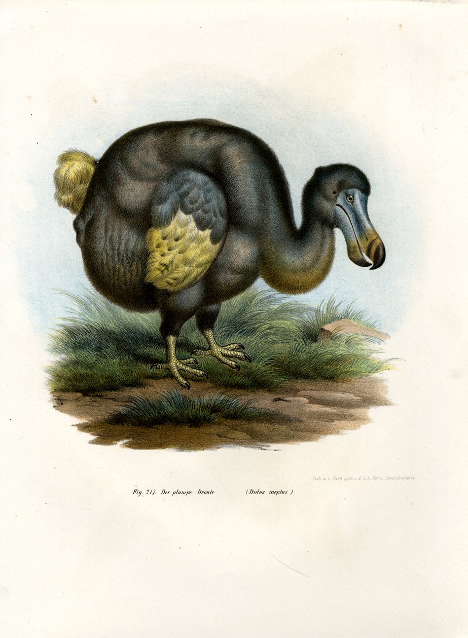 Dodo, 1864 od German School