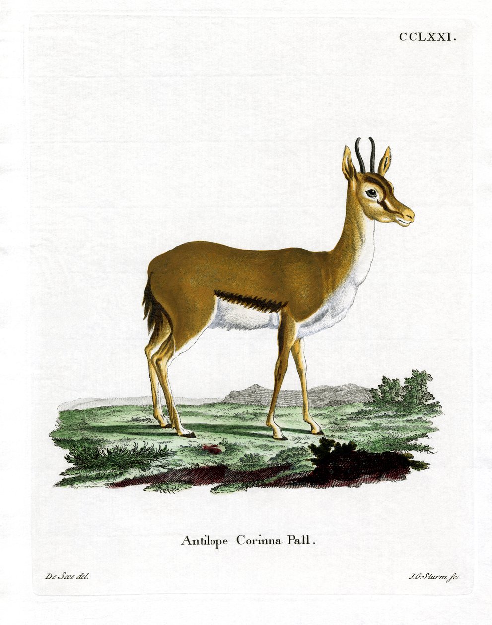 Dorcas Gazelle (barevná rytina) od German School