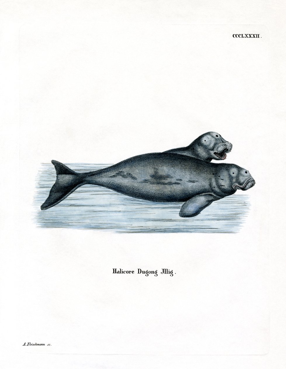 Dugong (barevná rytina) od German School