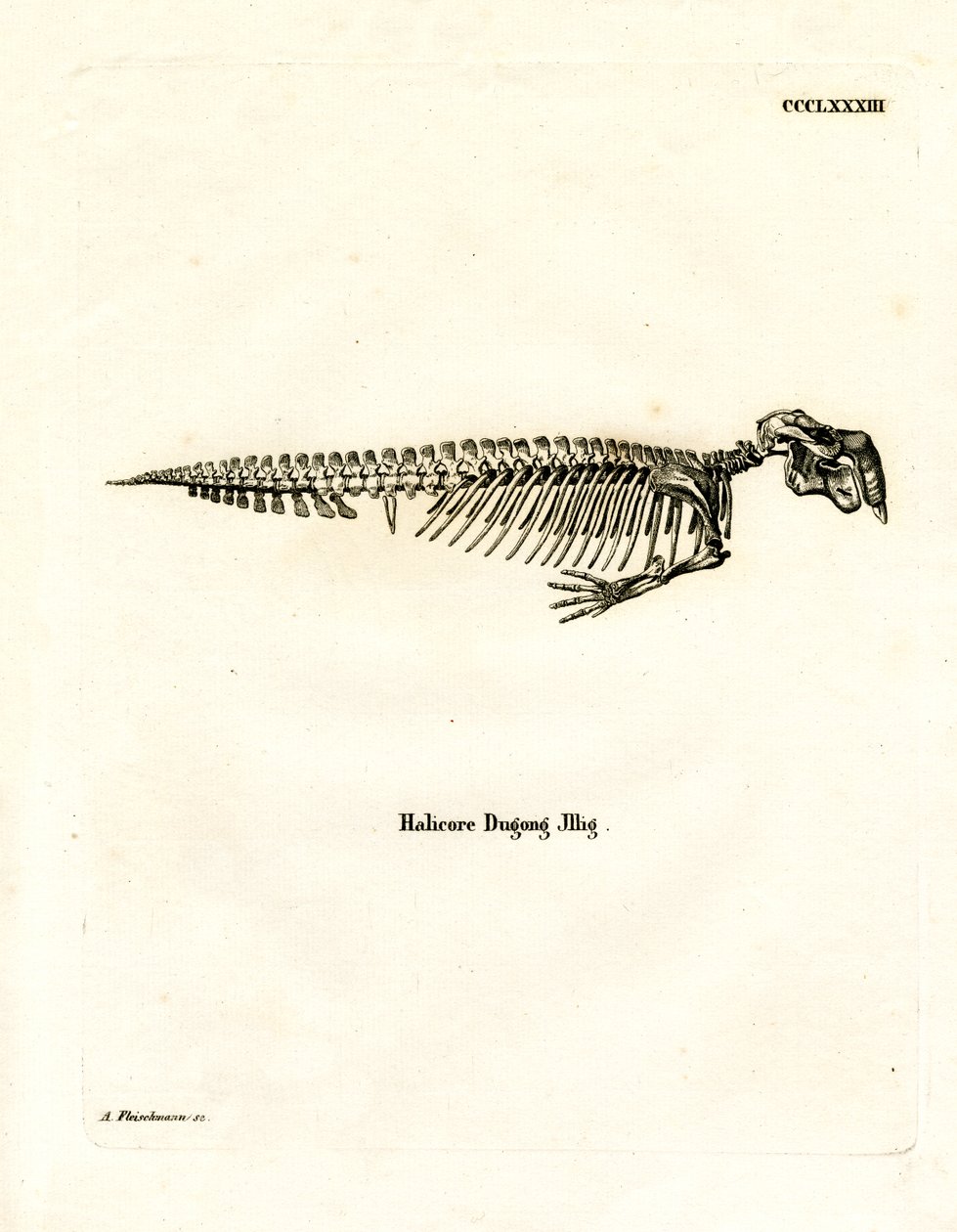 Dugong Skeleton (barevná rytina) od German School
