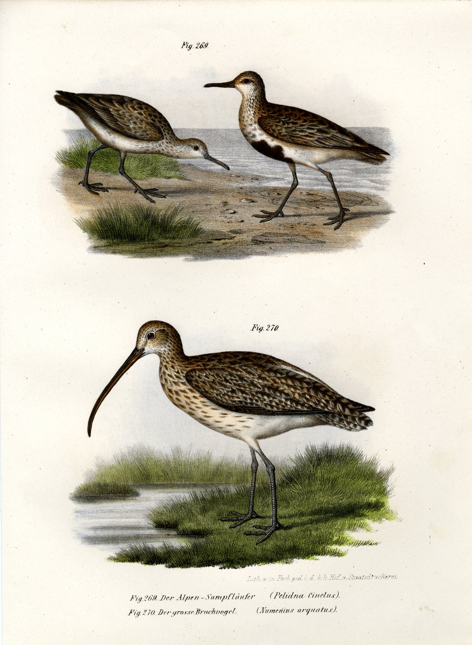 Dunlin, 1864 od German School