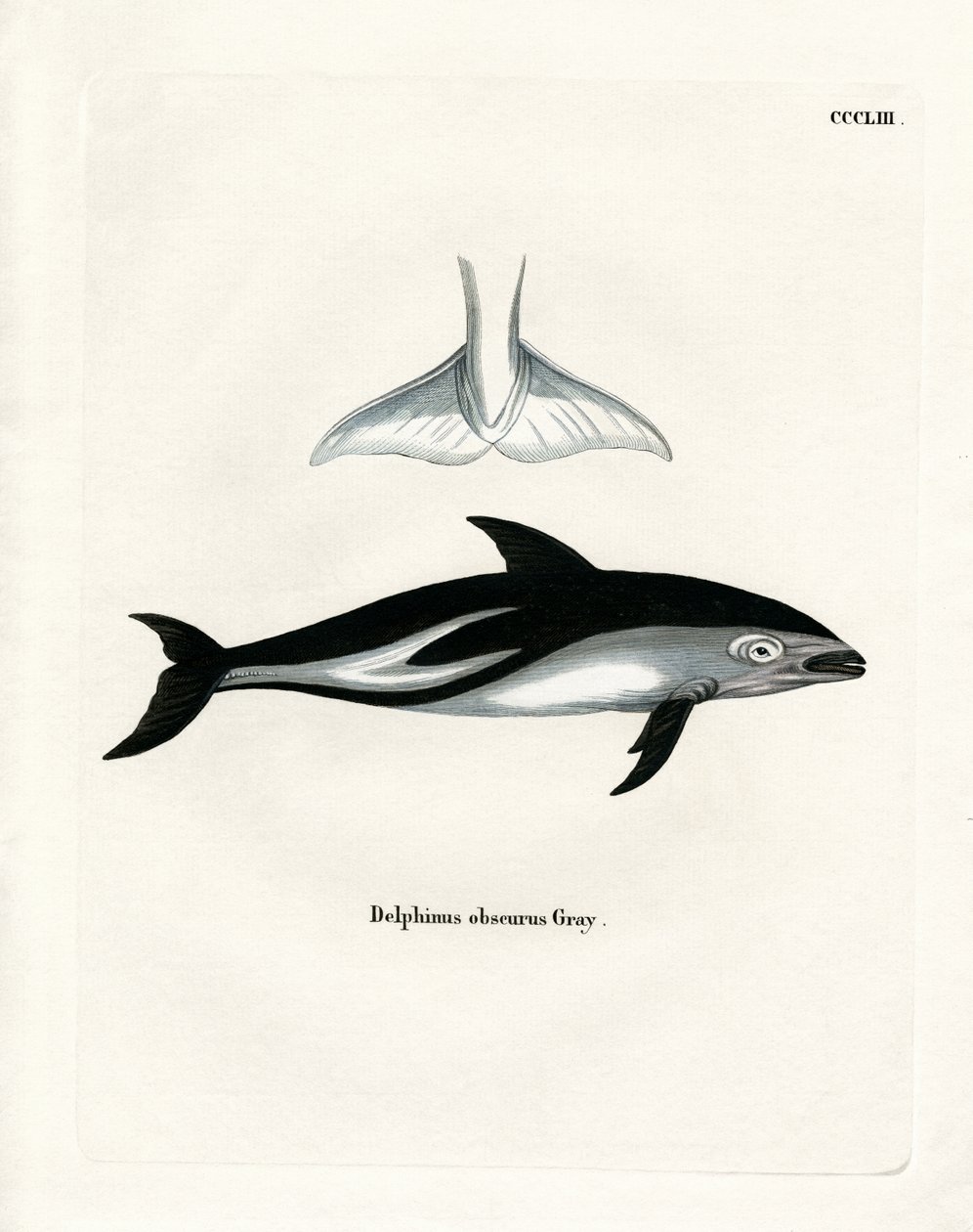 Dusky Dolphin (barevná rytina) od German School