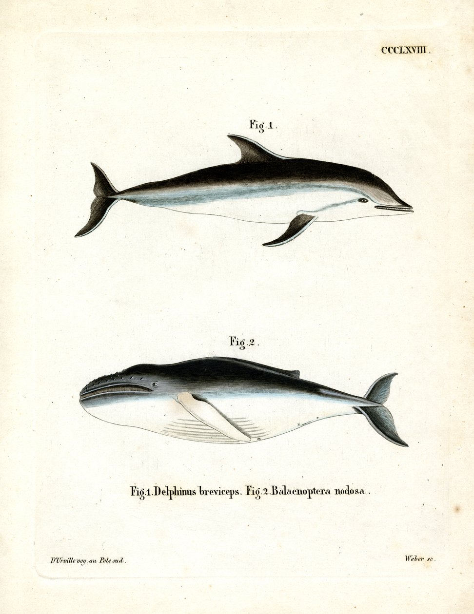 Dusky Dolphin (barevná rytina) od German School