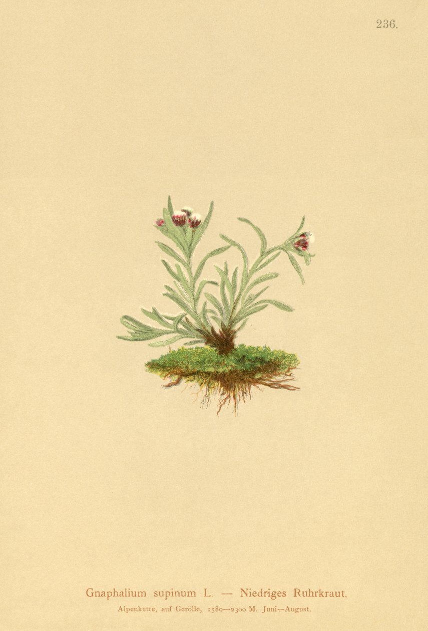 dwarf zakrslý (Gnaphalium supineum) od German School