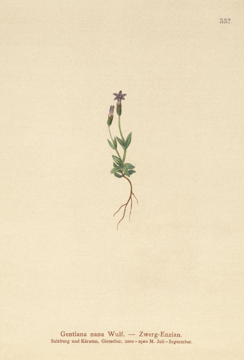 Hořec trpasličí (Dwarf Gentianella) od German School