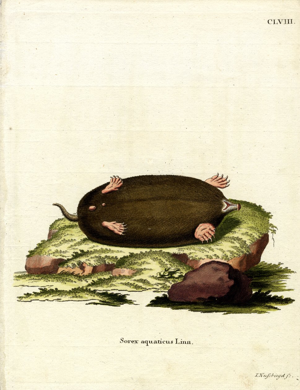 Eastern Mole (barevná rytina) od German School