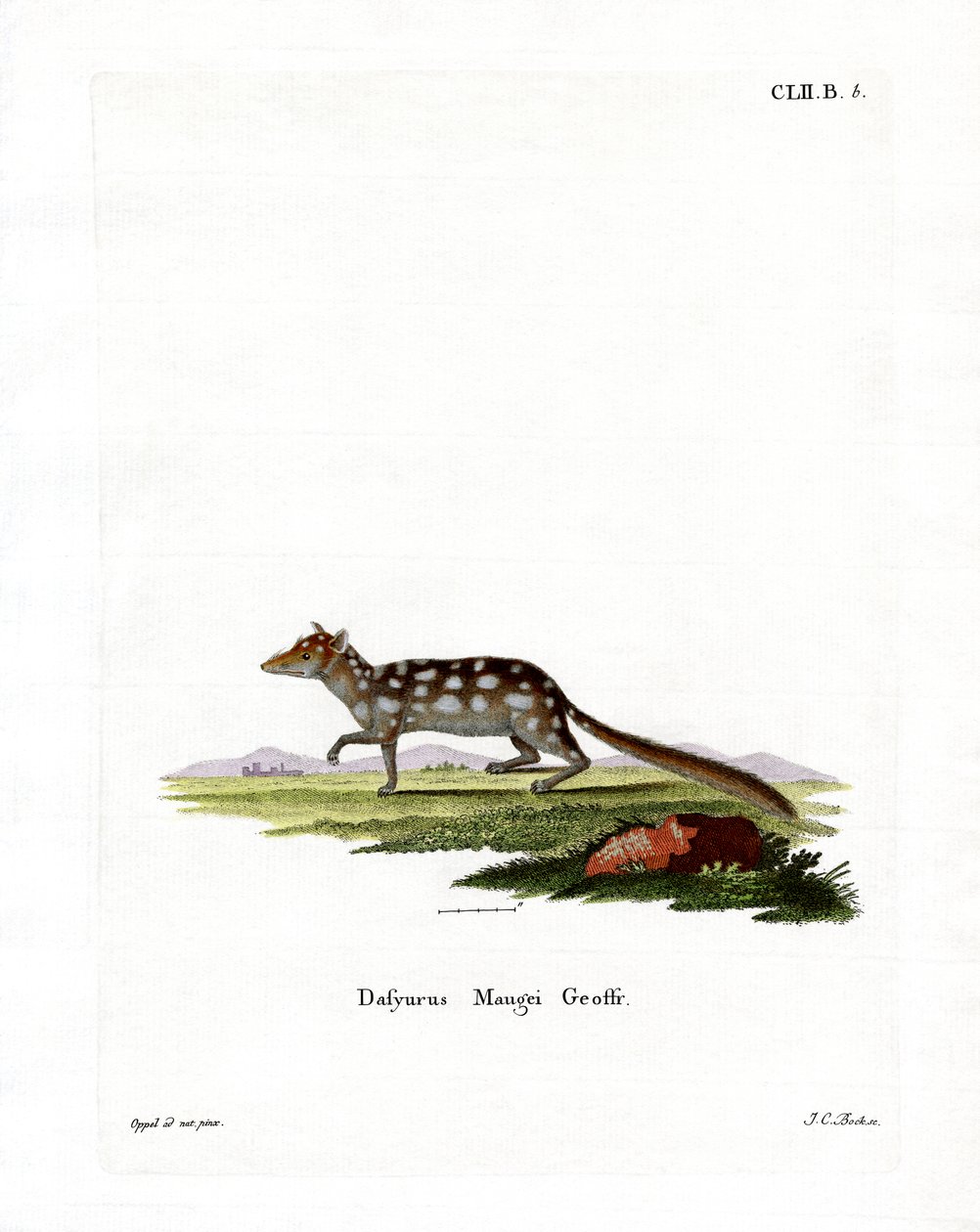 Eastern Quoll (barevná rytina) od German School