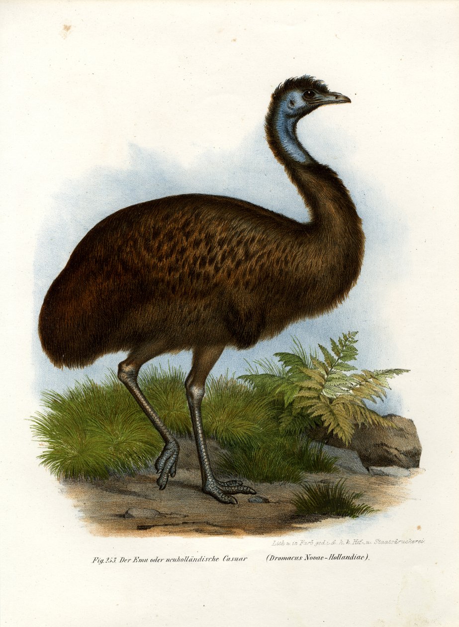 Emu, 1864 od German School