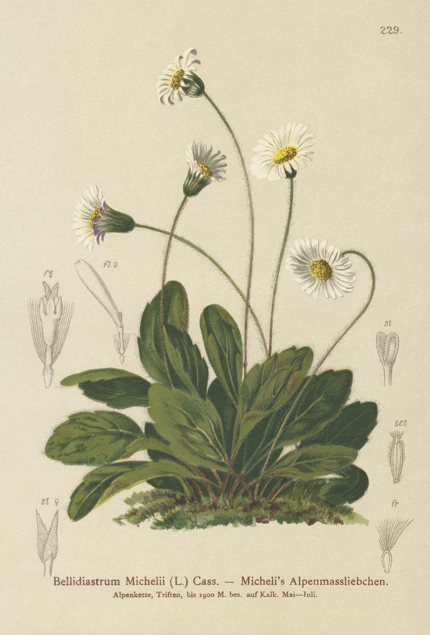 Falešná astra (Bellidiastrum Michellii) od German School