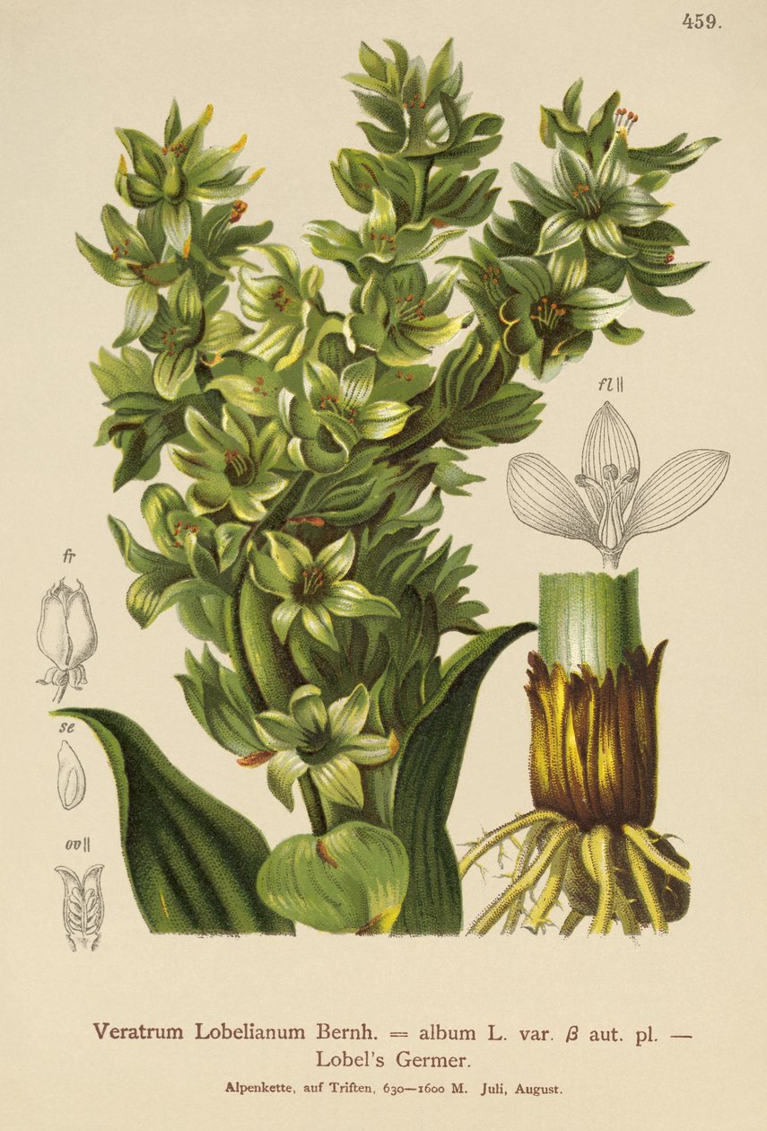 False Helleborine (Album Veratrum, Veratrum Lobelianum) od German School