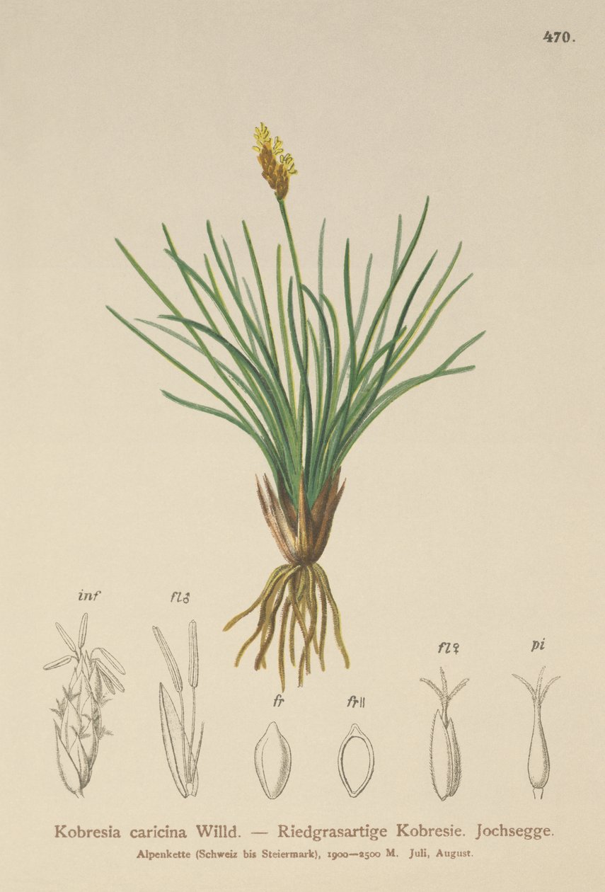 False Sedge (Kobresia simpliciuscula, Kobresia caricina) od German School