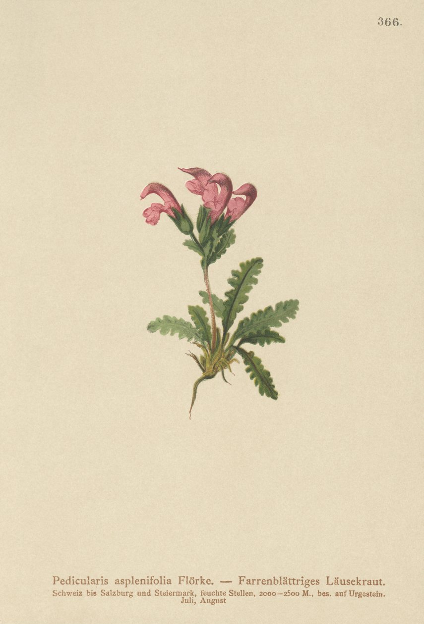 Všivec kapradinolistý (Pedicularis asplenifolia) od German School