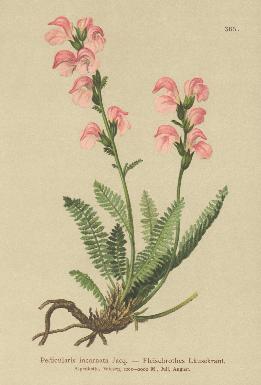 Všivec růžový (Pedicularis incarnata) od German School