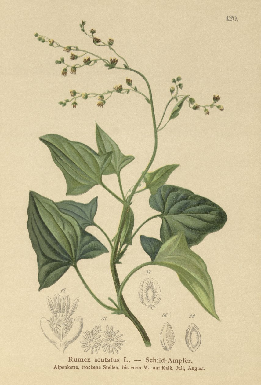Šťovík (Rumex scutatus) od German School