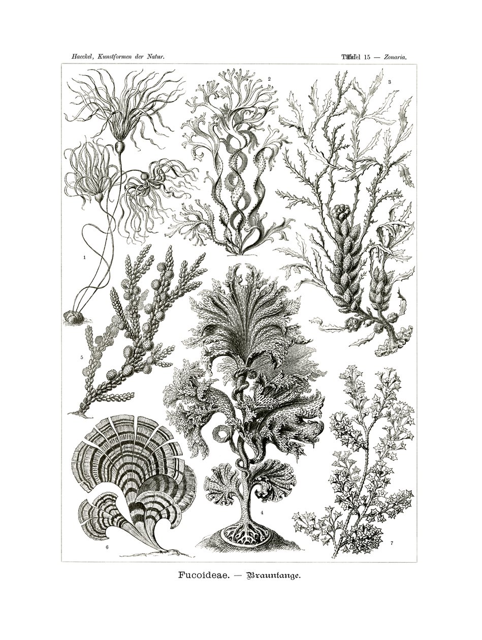 Fucoideae, 1899-1904 od German School