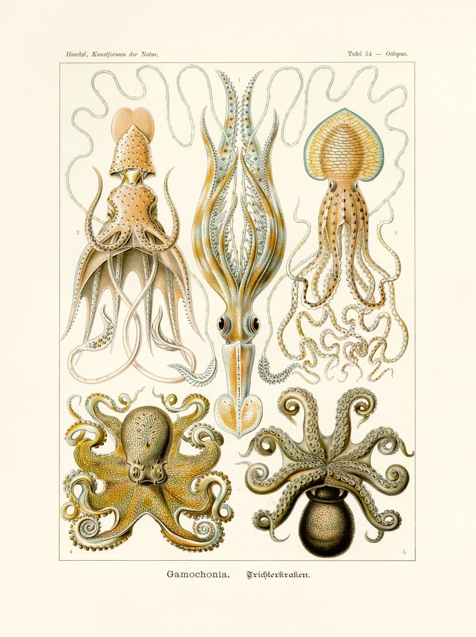 Gamochonia, 1899-1904 od German School