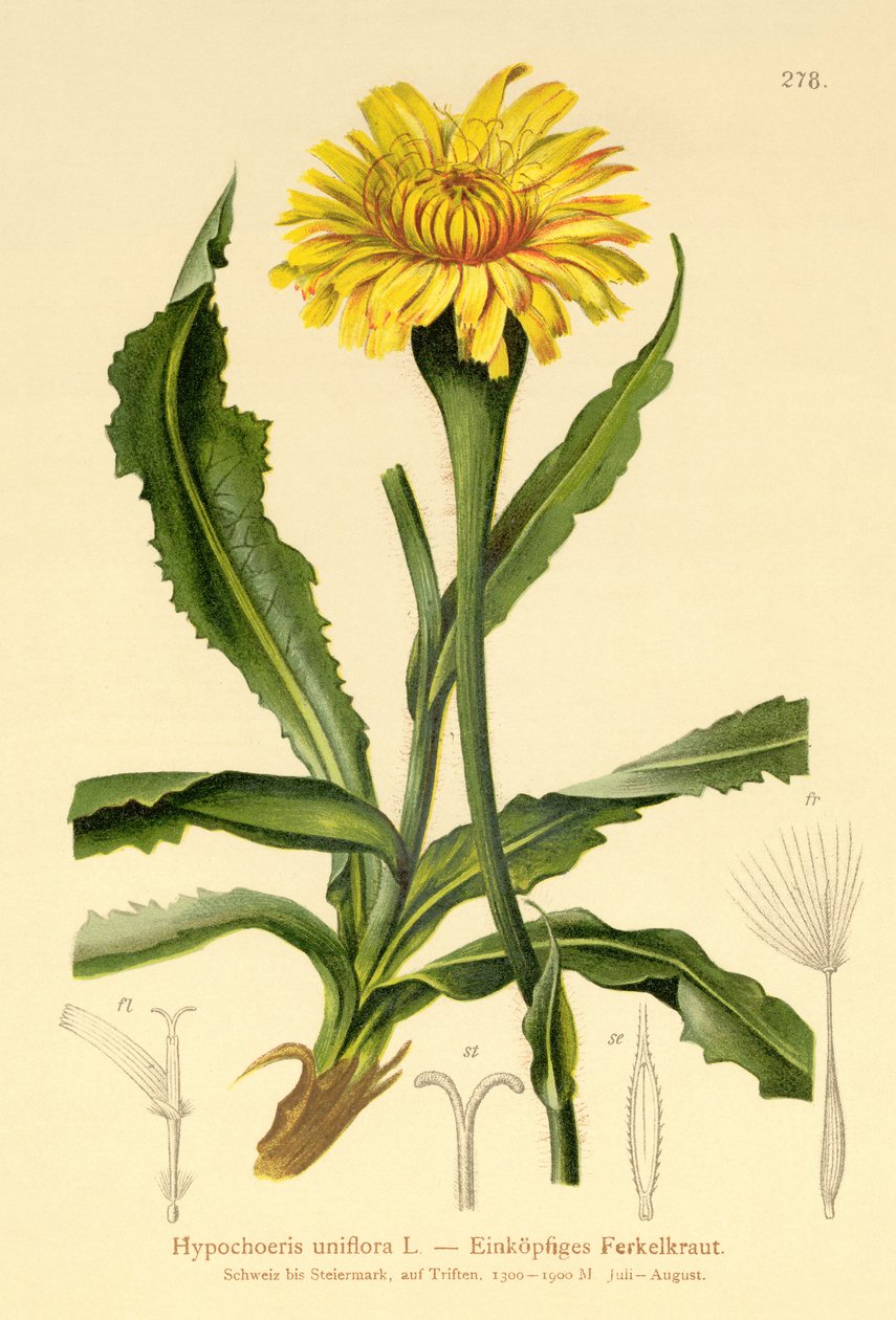 Obří kočičí ucho (Hypochoeris uniflora) od German School