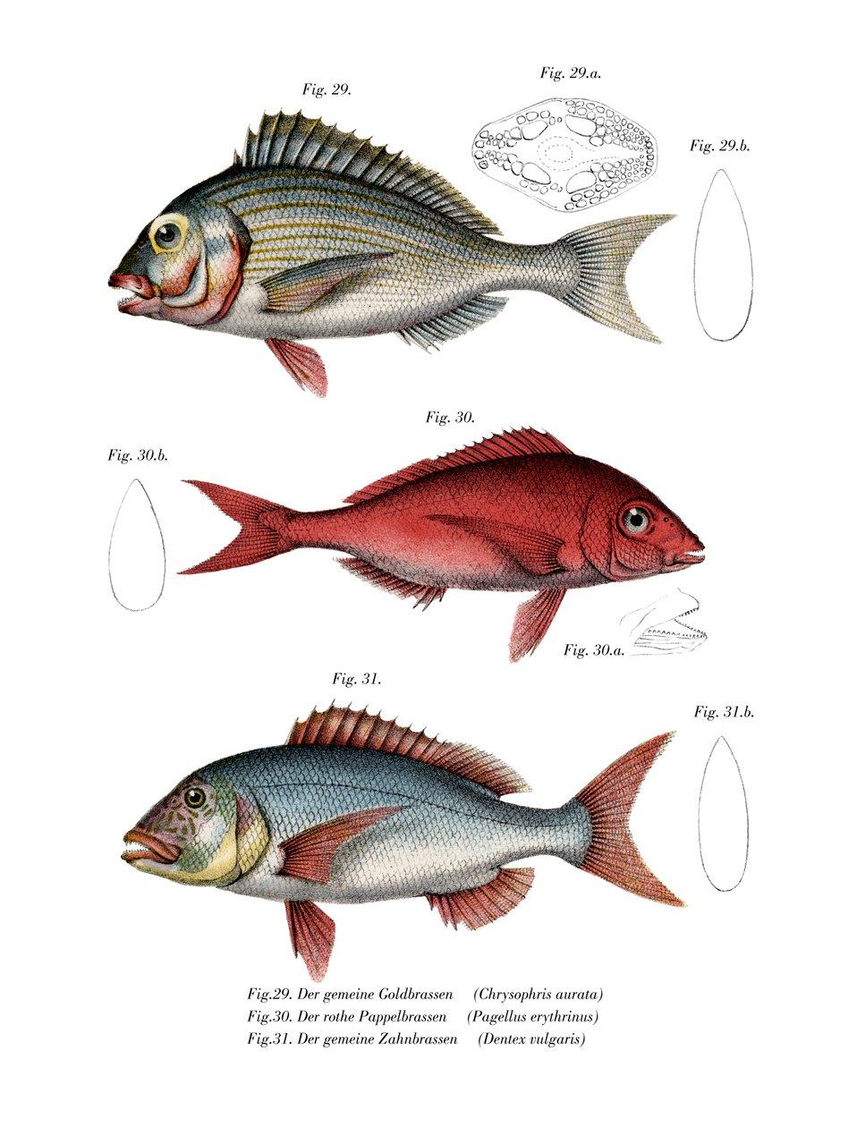 Gilthead Seabream (barva litho) od German School