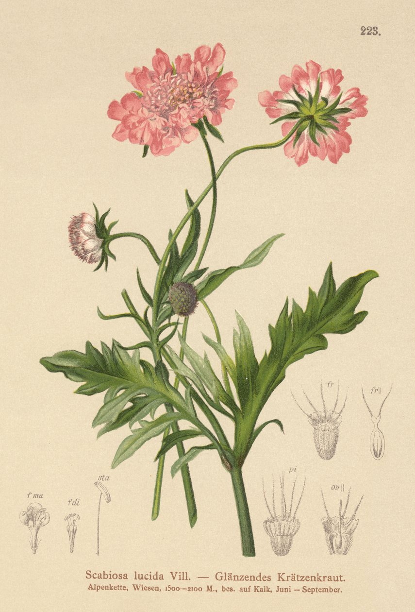 Chrastavec lesklý (Scabiosa lucida) od German School