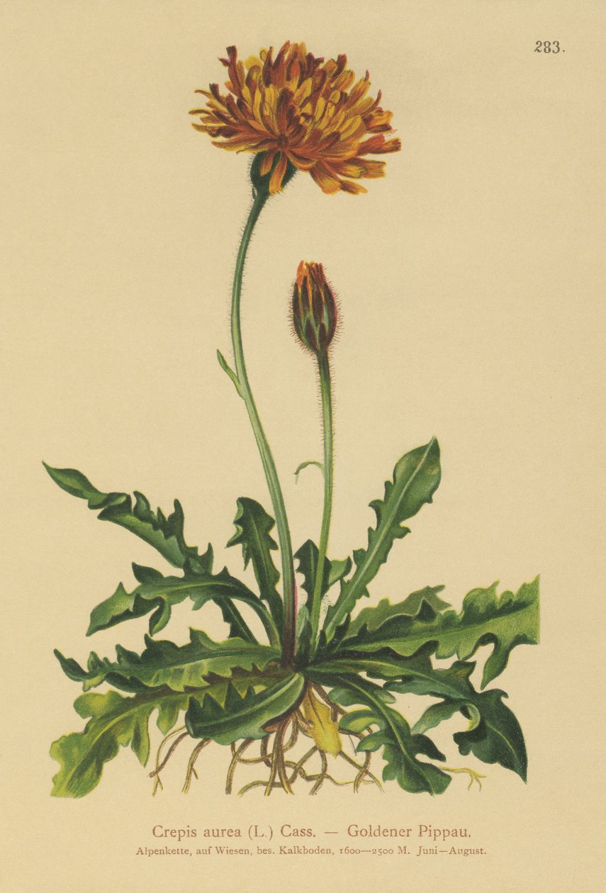 Golden Hawks-vous (Crepis aurea) od German School