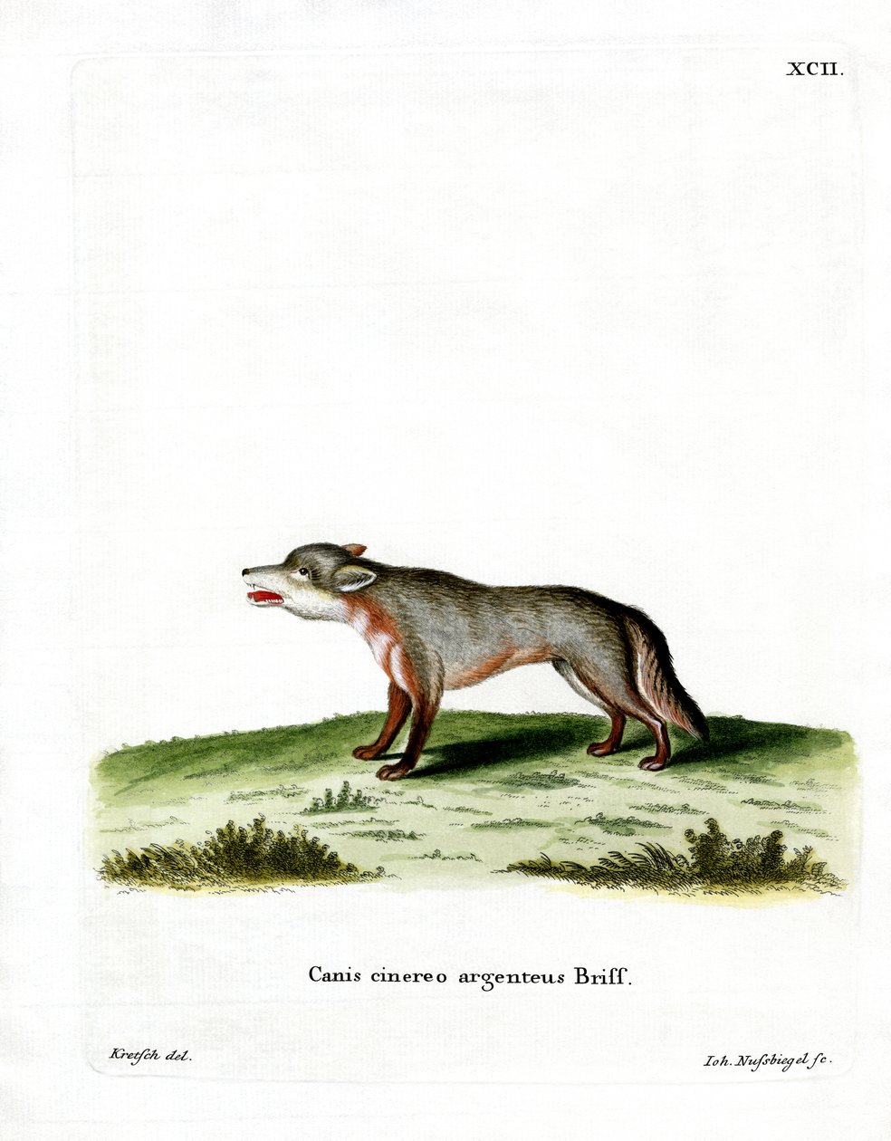 Gray Fox (barevné rytí) od German School