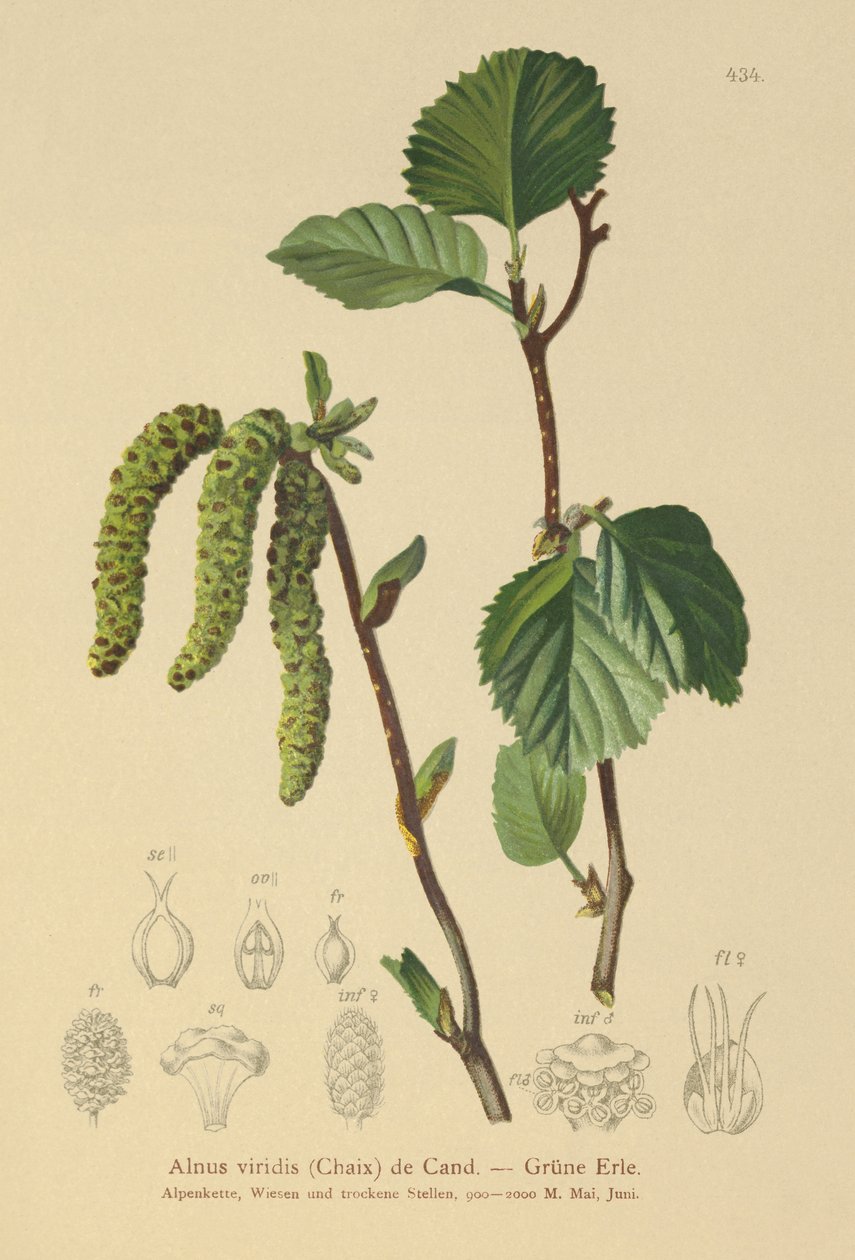 Olše zelená (Alnus viridis) od German School