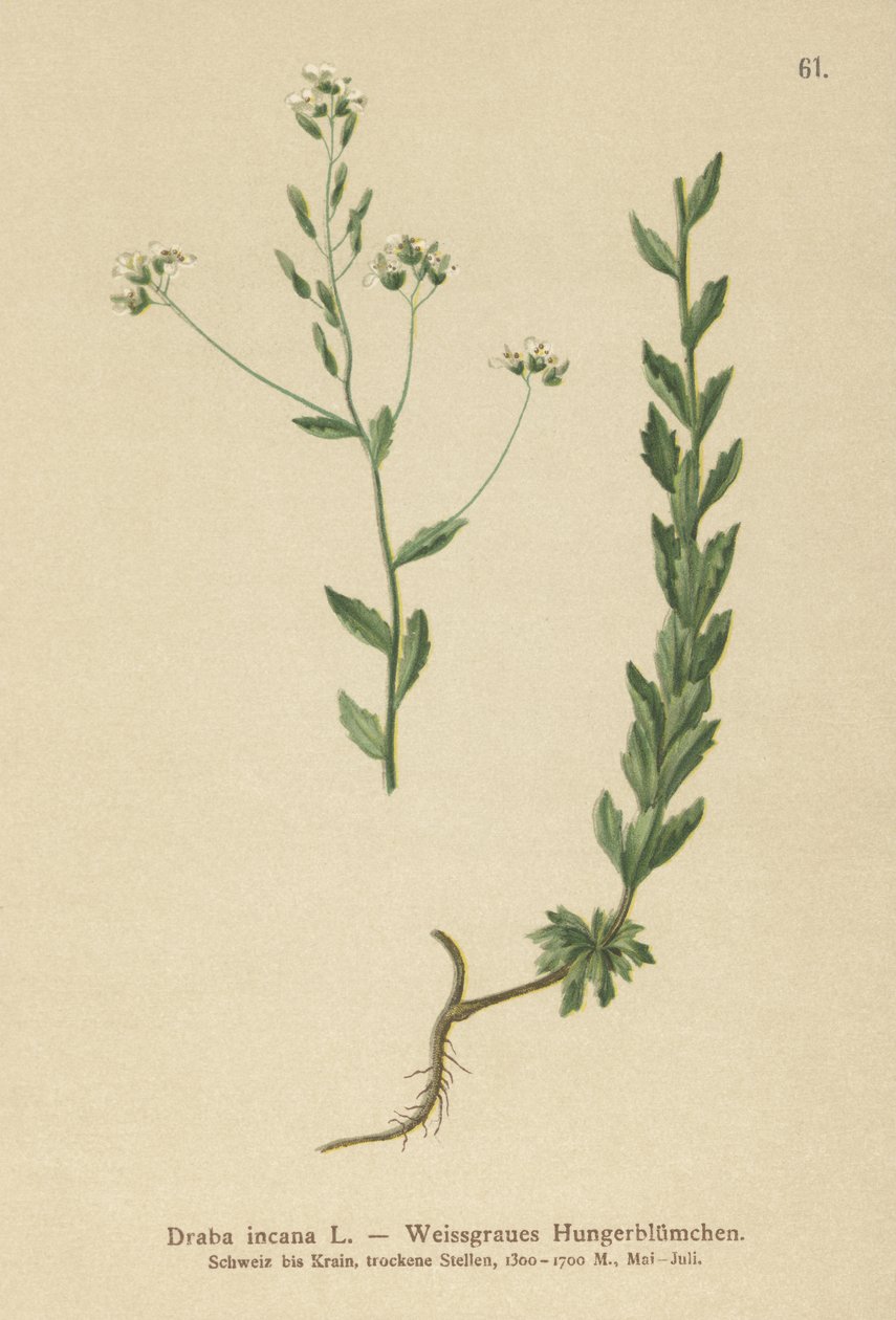osuška šedá (Draba incana,) od German School