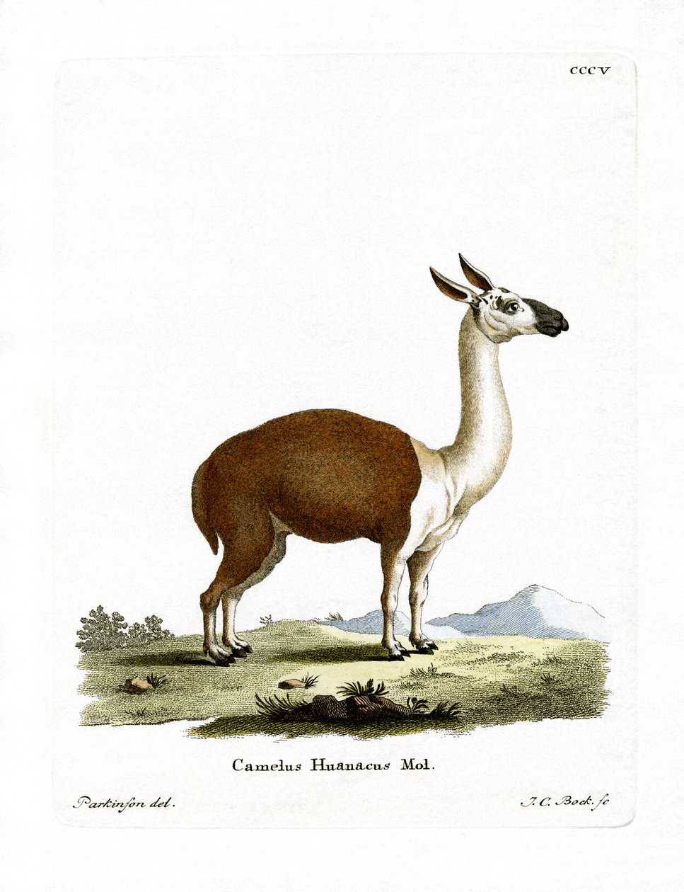 Guanaco (barevné rytí) od German School