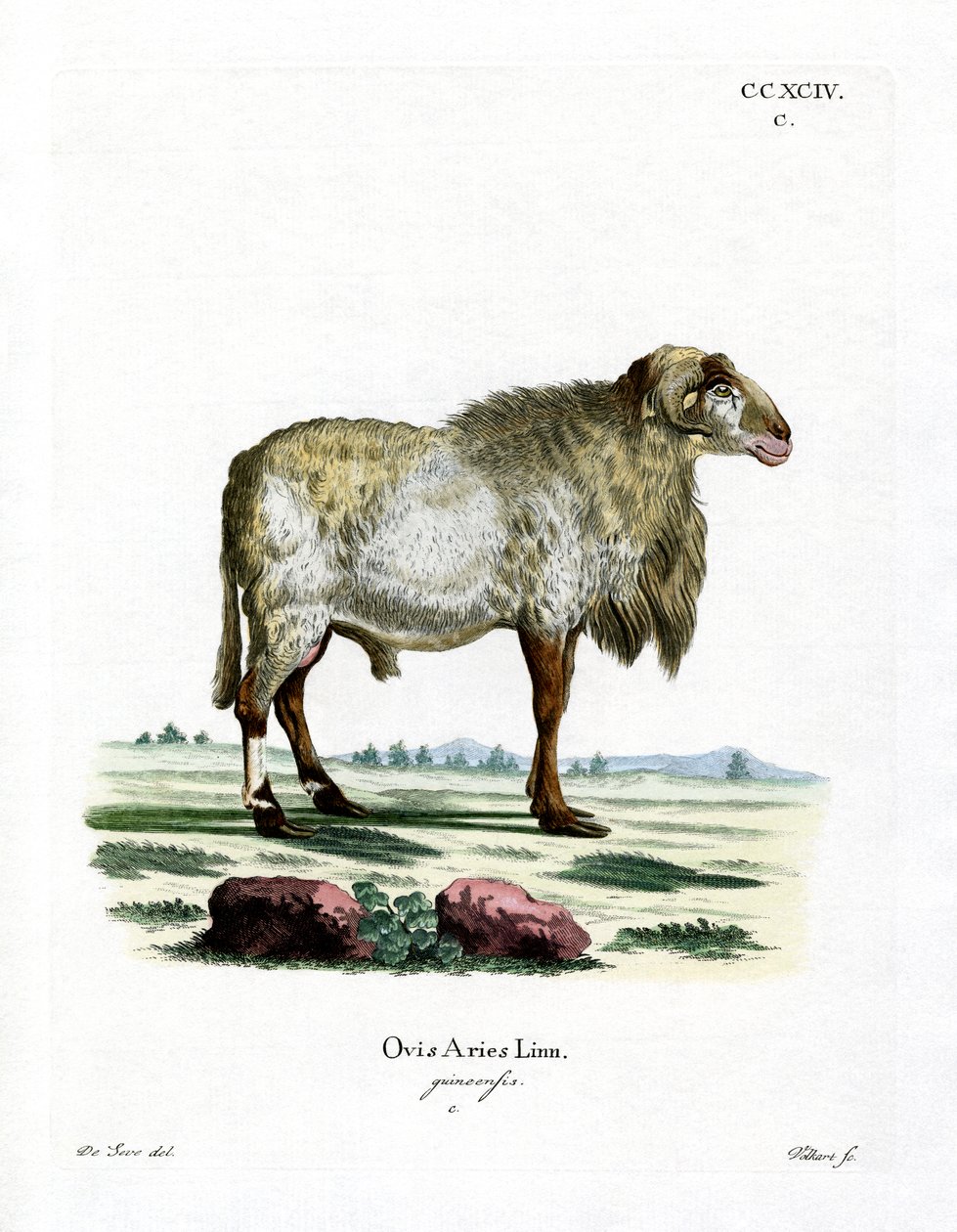 Guinea Sheep (barevné rytí) od German School