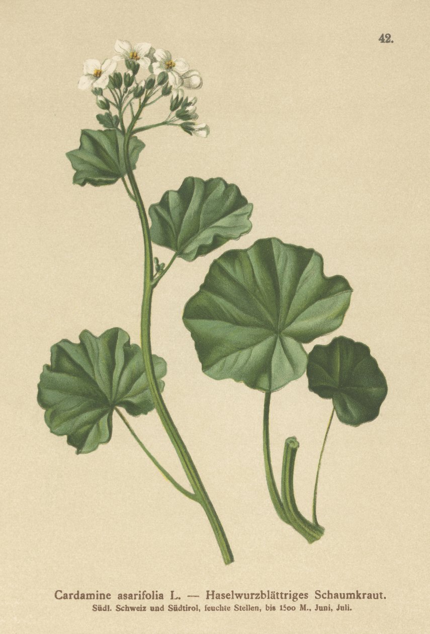 Řeřicha chlupatá (Cardamine asarifolia) od German School