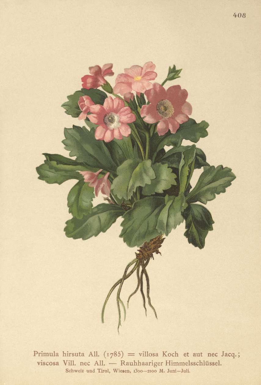 Prvosenka chlupatá (Primula hirsuta) od German School