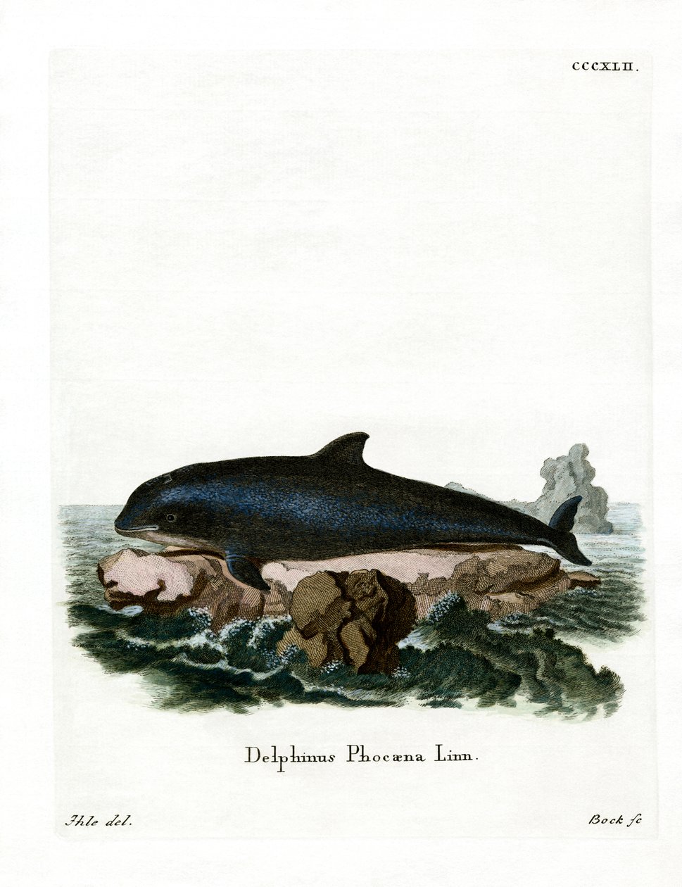 Harbour Porpoise (barevná rytina) od German School