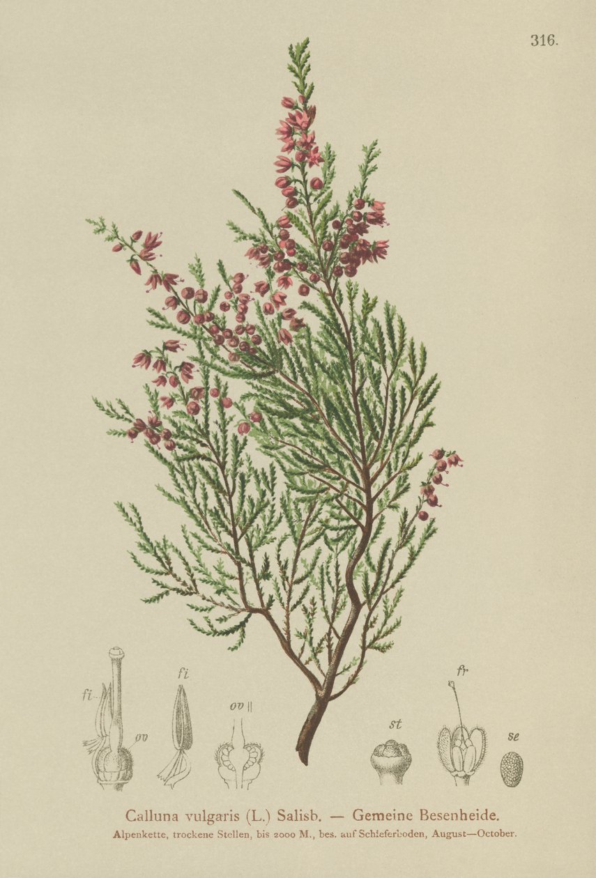 Vřes obecný (Calluna vulgaris) od German School