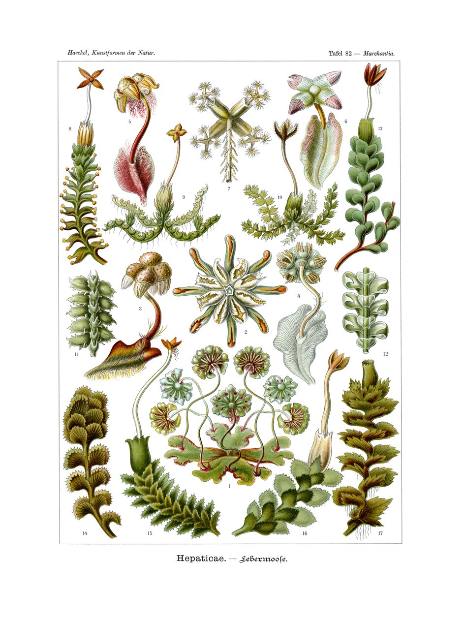 Hepaticae, 1899-1904 od German School