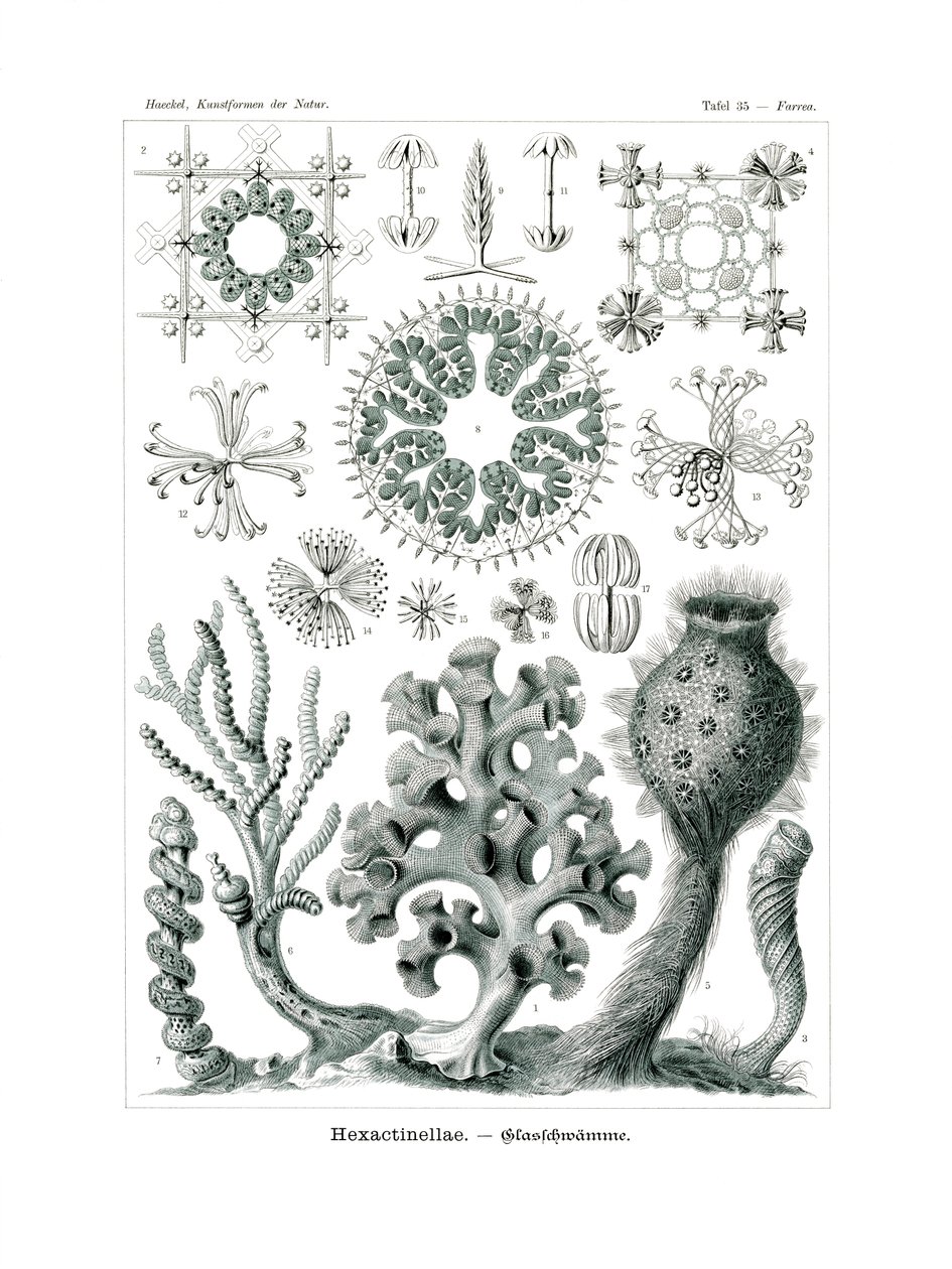 Hexactnellae, 1899-1904 od German School