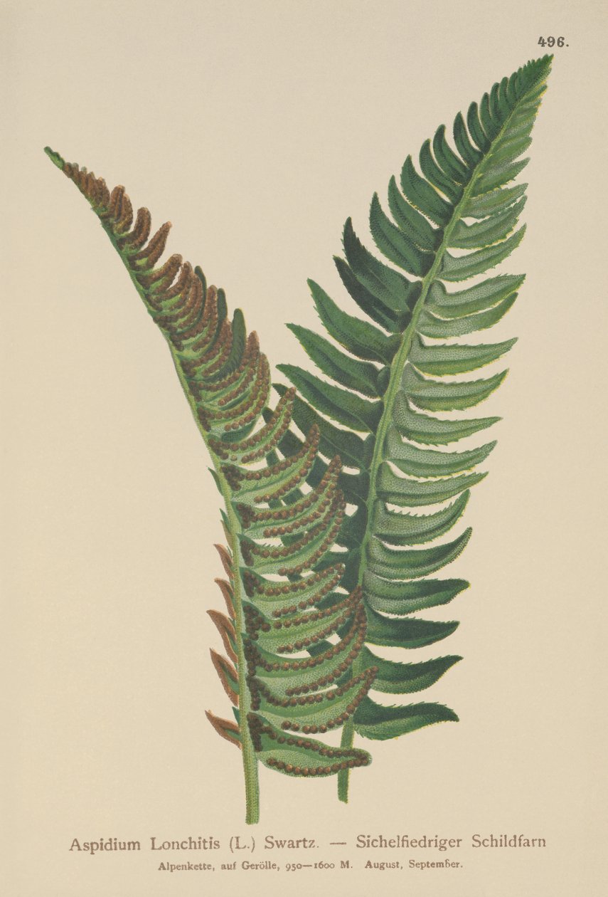 Kapradina (Aspidium Lonchitis, Polystichum lonchitis) od German School