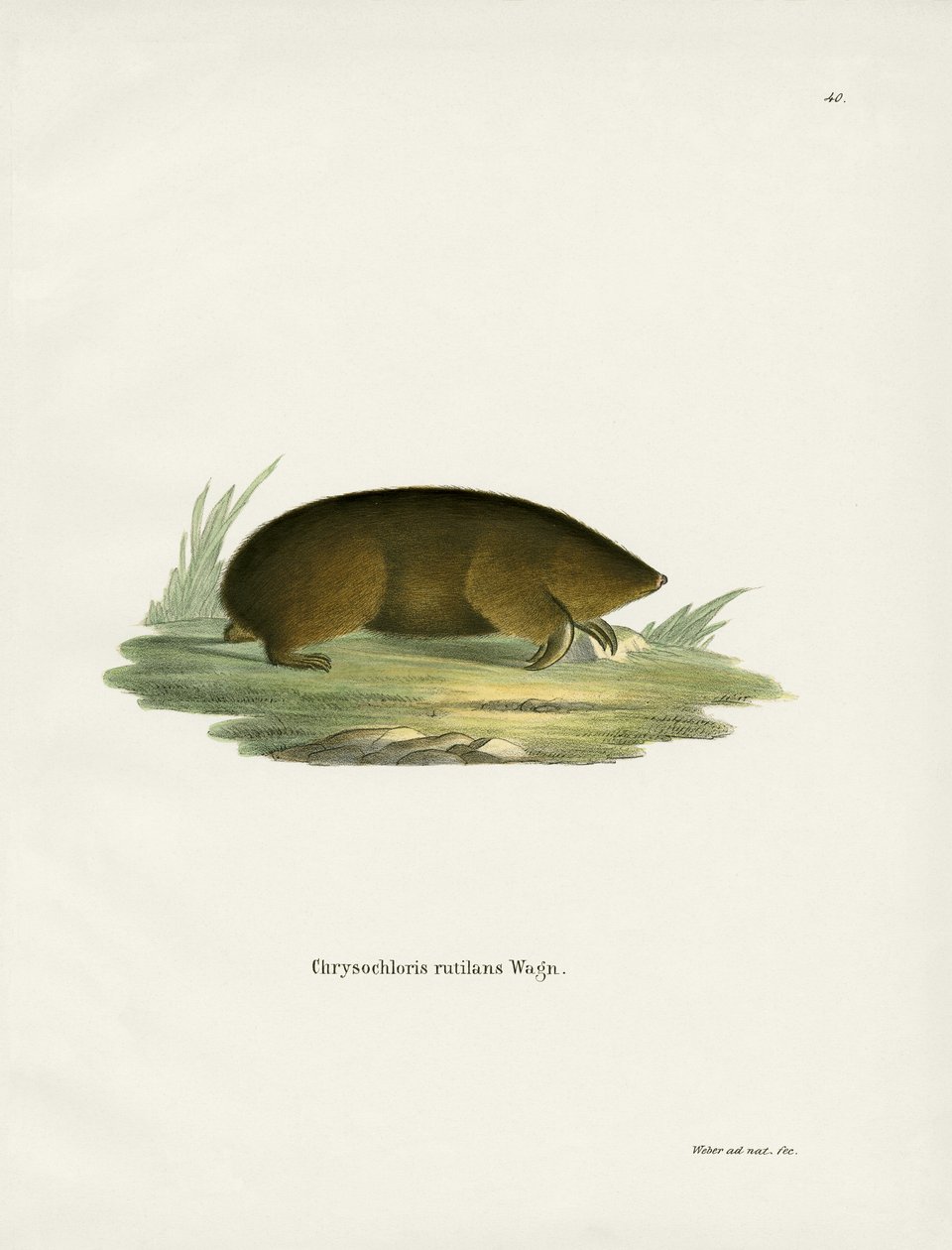 Hottentot Golden Mole (barevná rytina) od German School