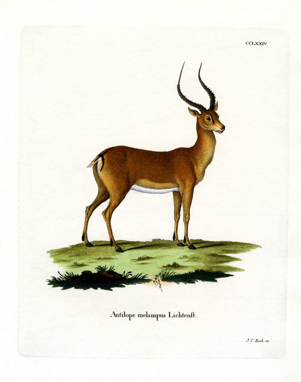 Impala (barevné rytí) od German School