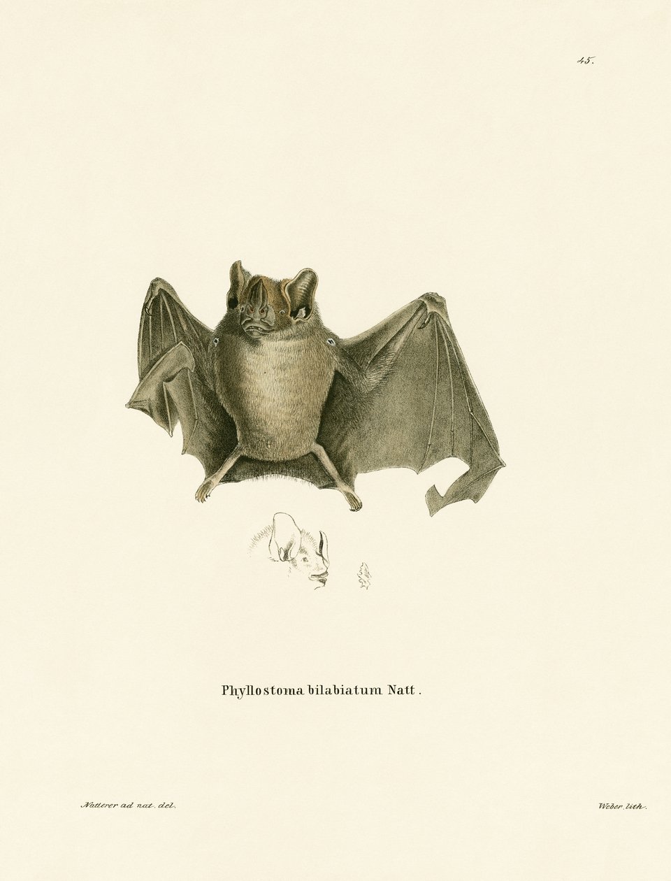 Ipanema Bat (barevné rytí) od German School