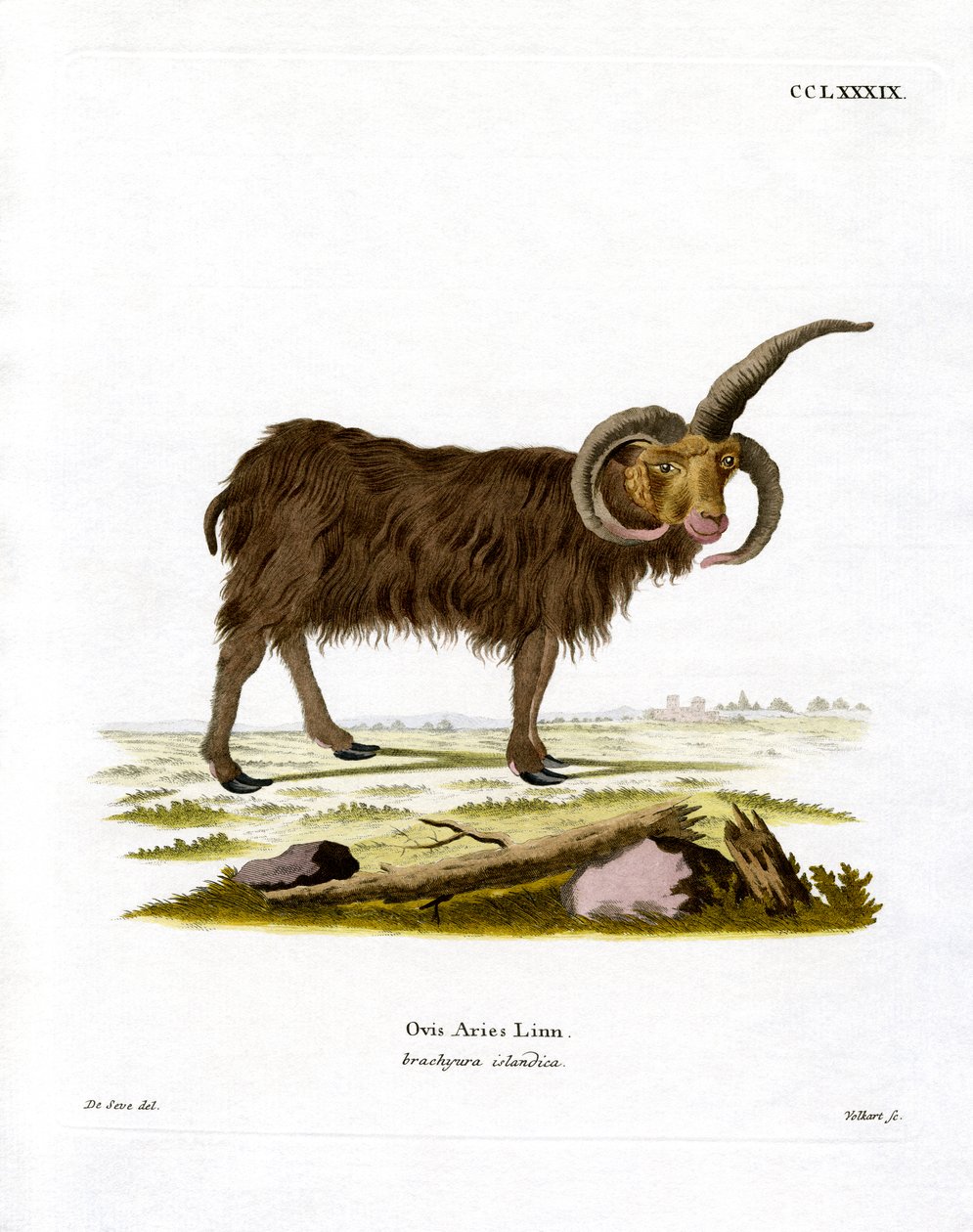 Jacob Sheep (barevná rytina) od German School