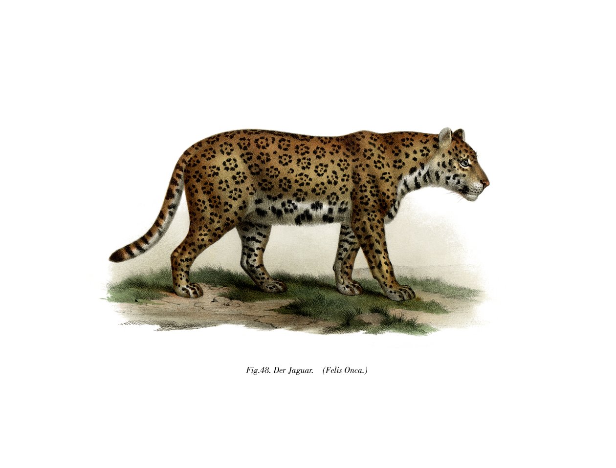 Jaguar, 1860 od German School