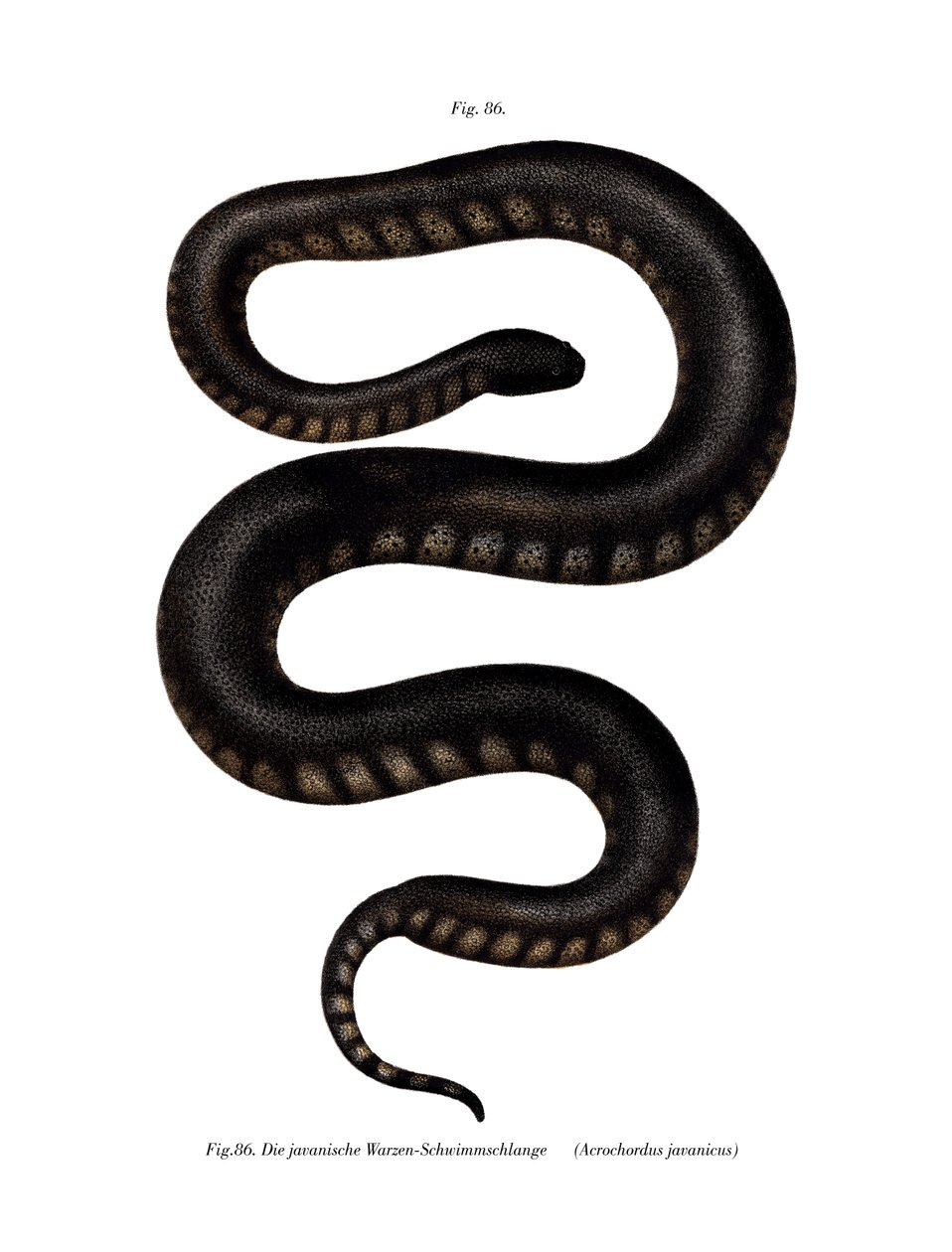 Javan File Snake (barevné lito) od German School