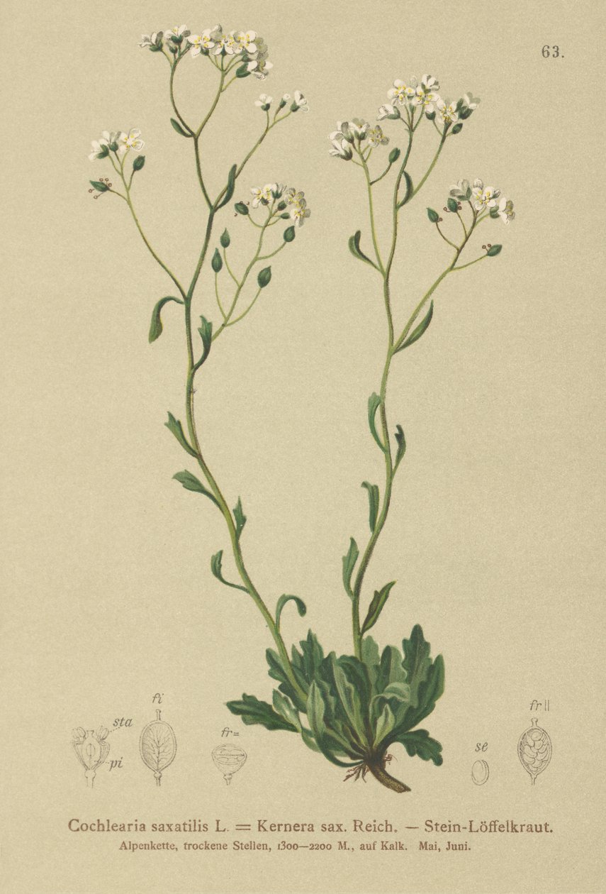 Kernera (Kernera saxatilis, Cochlearia saxatilis) od German School