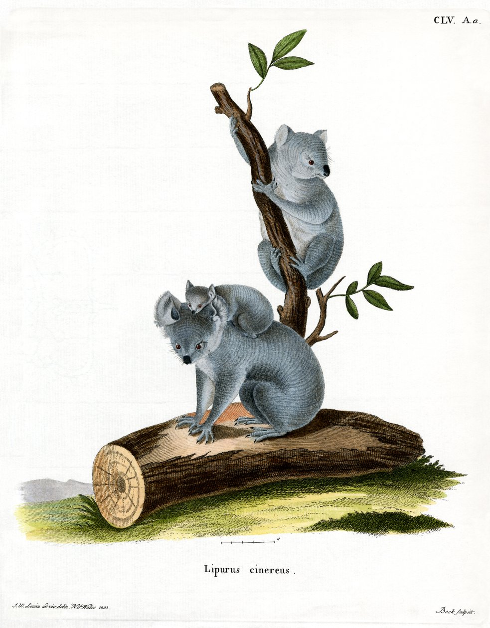 Koala (barevná rytina) od German School