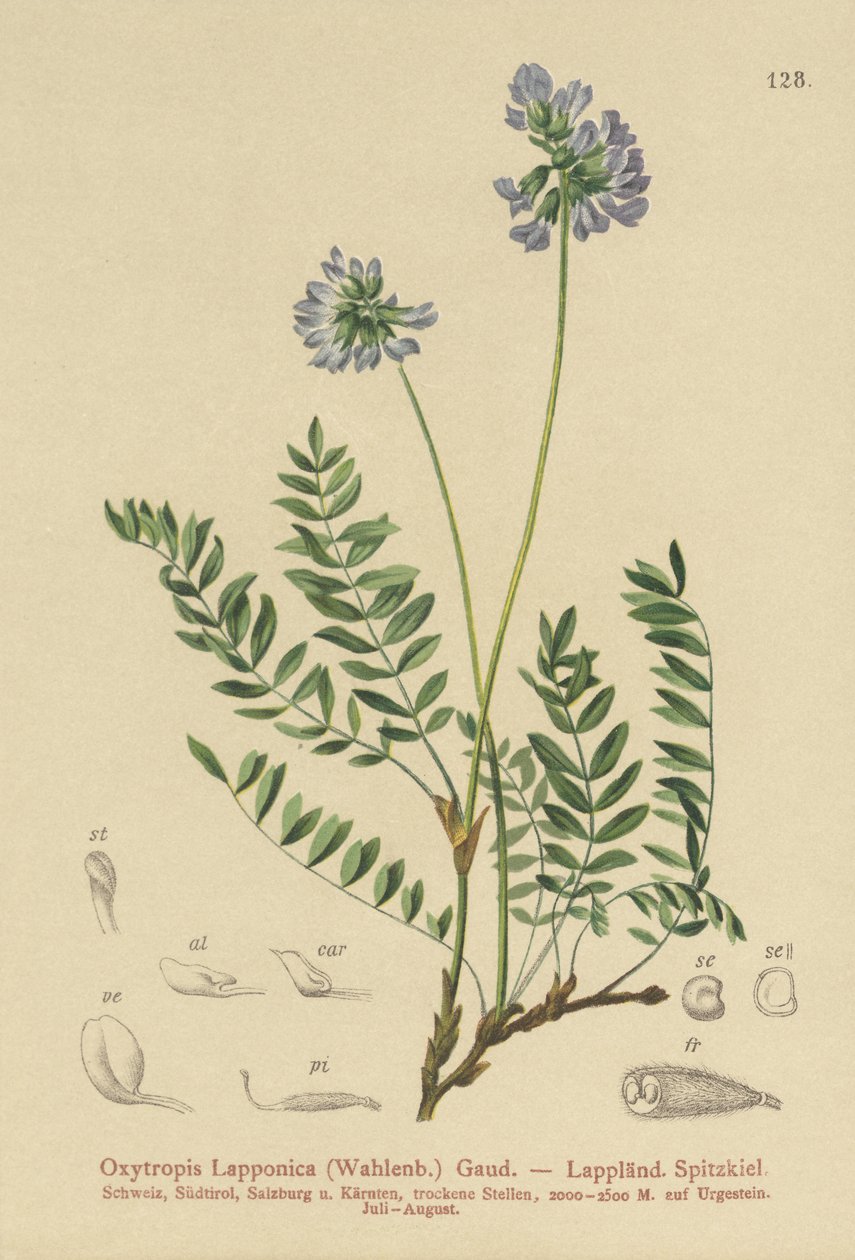 vikev laponská (Oxytropis Lapponica) od German School