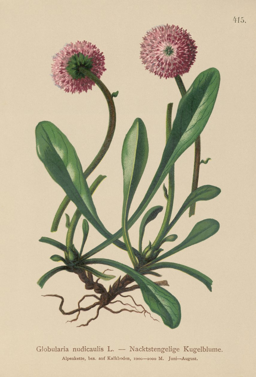 Globularia bezlistá (Globularia nudicaulis) od German School