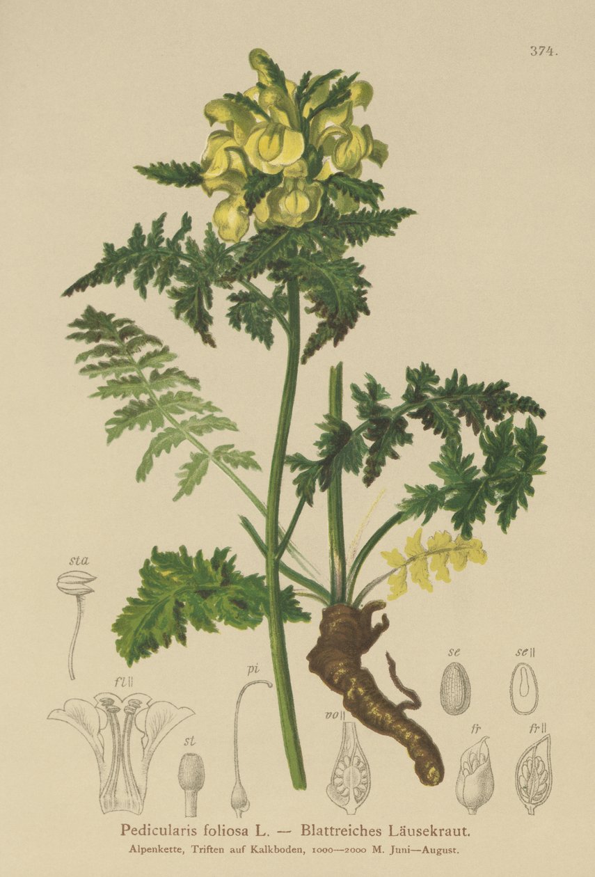 Vosík listnatý (Pedicularis foliosa) od German School