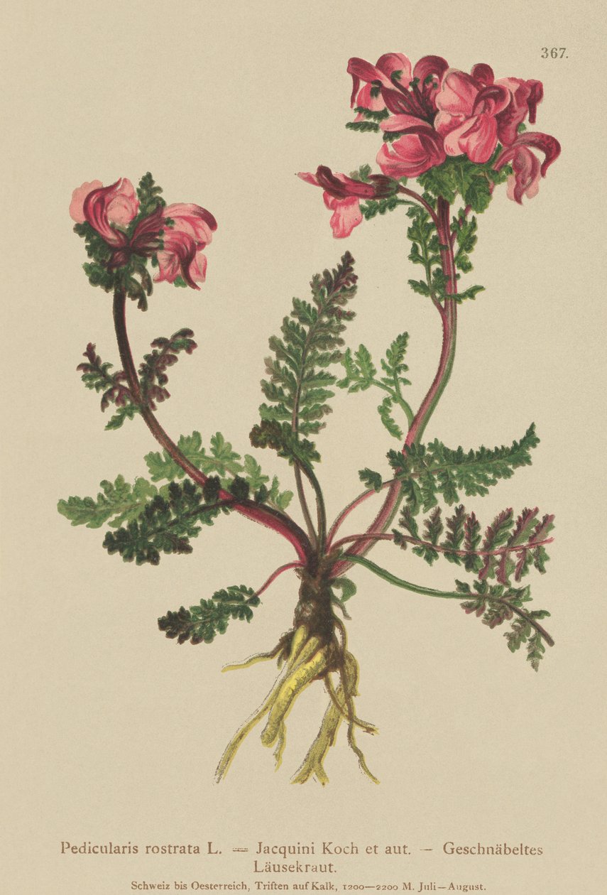 Všivec dlouhonosý (Pedicularis rostrata) od German School