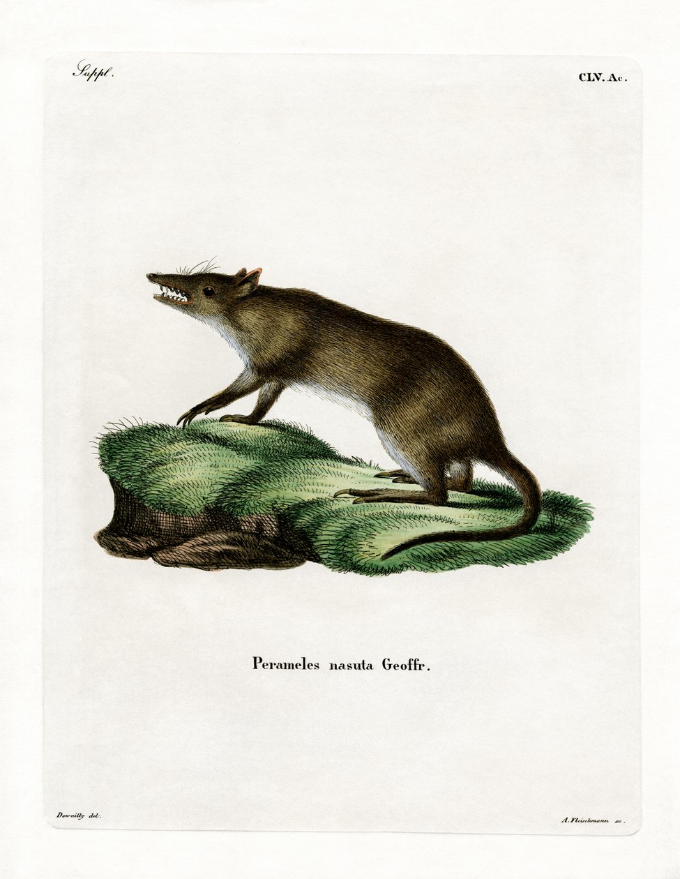 Bandicoot s dlouhým nosem (barevná rytina) od German School