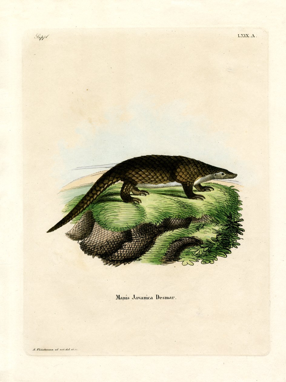 Malayan Pangolin (barevná rytina) od German School